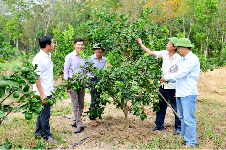 Kỳ vọng từ giống cam chanh Vũ Quang