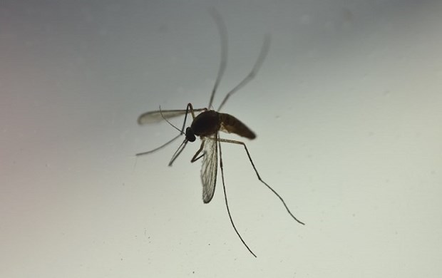 Nghiên cứu mới: Muỗi không thể lây truyền virus SARS-CoV-2 sang người