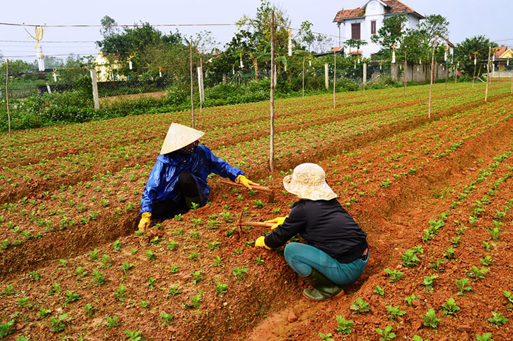 Lý Trạch cán đích nông thôn mới