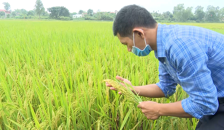 Bố Trạch: Xây dựng hơn 3.800ha cánh đồng mẫu lớn