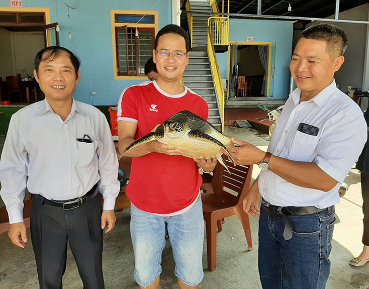 Thả rùa quý về môi trường biển