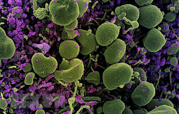 Phát triển phương pháp phân tích đột biến gen virus SARS-CoV-2