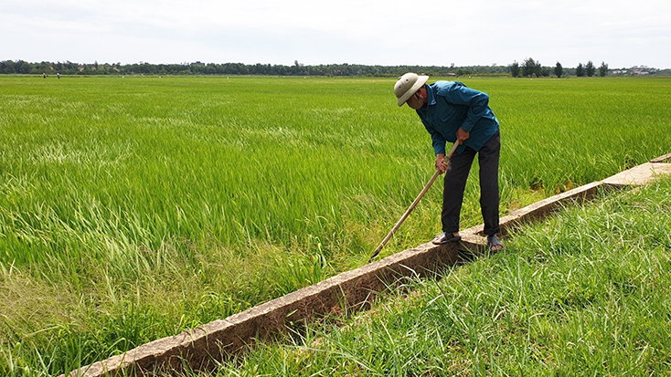 Tích cực chăm sóc cây trồng vụ hè-thu