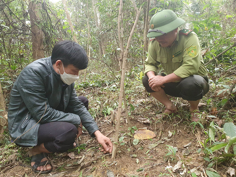 Trồng ba kích và dổi dưới tán rừng cộng đồng