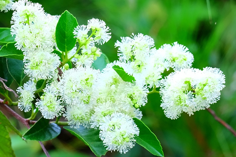 Hoa chạc chìu