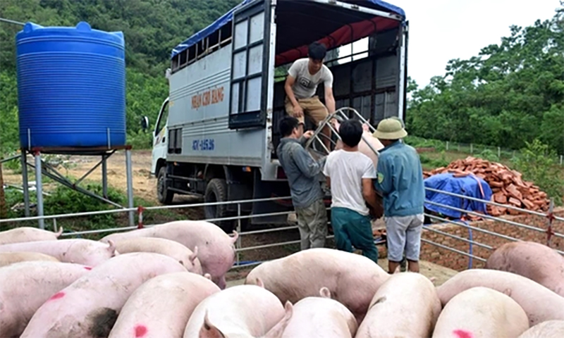 Kiểm soát, xử lý hành vi buôn lậu, vận chuyển động vật qua biên giới