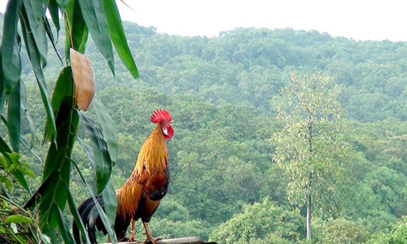 Tiếng gà