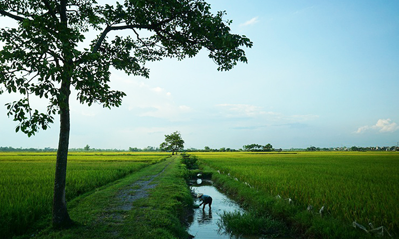 Về quê