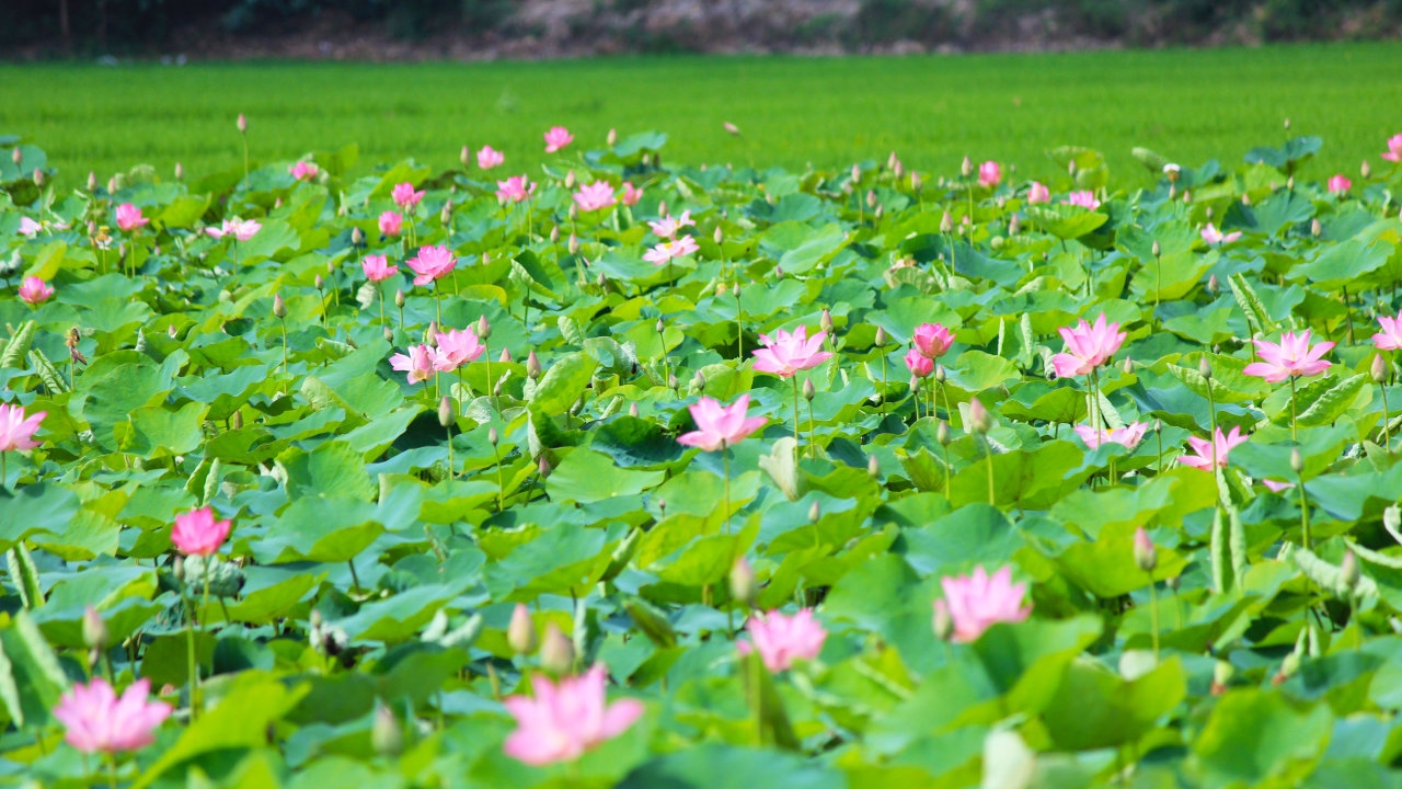 Tấm gương đạo đức Hồ Chí Minh