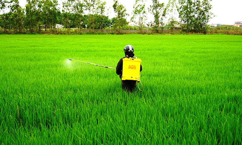 Để vụ hè-thu thắng lợi