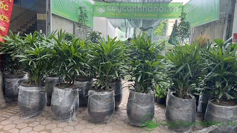 Cây cảnh tặng nhà trường nhân dịp tựu trường
