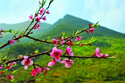 Về giữa mùa xuân