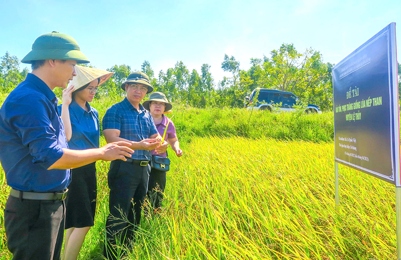Bảo tồn giống lúa nếp than