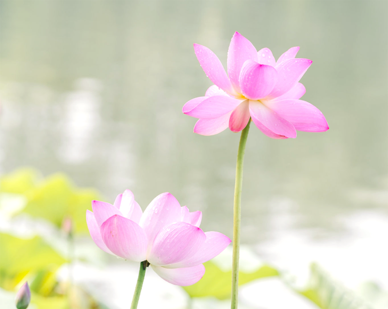 Mùa hạ-Em