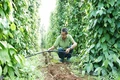 Đồng hành với nông dân nâng cao trình độ sản xuất
