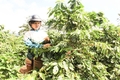 Cơ hội quảng bá thương hiệu cà phê Khe Sanh vươn xa