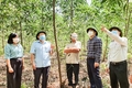 Triển vọng từ trồng nấm linh chi đỏ dưới tán rừng