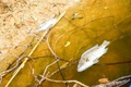 Vĩnh Linh: Xác định được người đổ cá chết xuống sông Tiên Lai