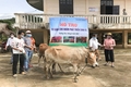 Bàn giao 124 con bò giống dự án tạo sinh kế tại vùng dân tộc và miền núi