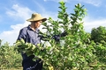 Trồng trái vụ gần 1.100 ha các loại cây có giá trị kinh tế cao
