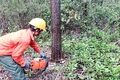 Hỗ trợ xây dựng mã số vùng trồng để hoàn thiện tiêu chí nông thôn mới nâng cao