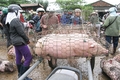 Khẩn trương phòng, chống bệnh dịch tả lợn Châu Phi