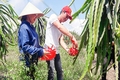 Trồng trái vụ gần 1.100 ha các loại cây có giá trị kinh tế cao