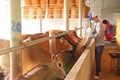 UBND tỉnh làm việc với Công ty Cổ phần nông nghiệp hữu cơ thương mại Quảng Trị về mô hình nuôi bò chất lượng cao