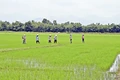 Tập trung chăm sóc lúa hè thu