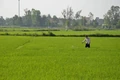 Xuất hiện nhiều đối tượng sâu bệnh gây hại lúa hè thu