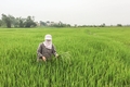 Tập trung các biện pháp phòng trừ sâu bệnh hại lúa
