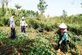 Kỳ vọng từ trồng cây trẩu lấy dầu