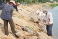 Hỗ trợ xây dựng mã số vùng trồng để hoàn thiện tiêu chí nông thôn mới nâng cao