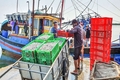 Phát triển bền vững mô hình nuôi cá lóc thương phẩm