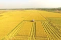 Những bước “chuyển mình” trên cánh đồng lớn