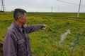 Mưa lớn làm hơn 5 ha dưa hấu đến kỳ thu hoạch ở Triệu Độ bị thiệt hại hoàn toàn