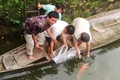 Chuyện về đàn cá của Bác Hồ ở di tích Thành Cổ Quảng Trị
