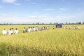 Hiệu quả từ mô hình sản xuất lúa hữu cơ ở xã Cam Hiếu