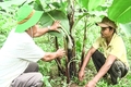 Hiệu quả thực hiện đề tài trồng chuối tiêu hồng