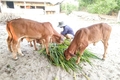 Chủ động bảo vệ đàn vật nuôi trong mùa nắng nóng