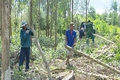 “Khóa tập huấn 1 ngày” giúp gia tăng giá trị kinh tế từ rừng trồng