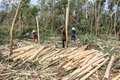 “Khóa tập huấn 1 ngày” giúp gia tăng giá trị kinh tế từ rừng trồng