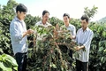 Rà soát thực trạng vùng sản xuất để ban hành các cơ chế, chính sách đặc thù, nổi trội phát triển cây cà phê