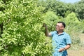 Vanilla, cây trồng mới triển vọng trên đất Quảng Trị