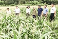 Gia tăng lợi nhuận nhờ trồng lúa hữu cơ liên kết tiêu thụ sản phẩm