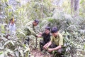 Triển vọng từ trồng nấm linh chi đỏ dưới tán rừng