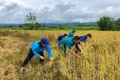 Hải đội 202 Cảnh sát biển giúp dân thu hoạch lúa