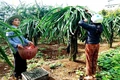 Làm giàu từ cây trồng và vật nuôi chủ lực