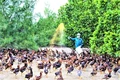 Tổng kết phong trào nông dân thi đua sản xuất, kinh doanh giỏi giai đoạn 2021 - 2025