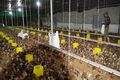 Cam Lộ: 2 trang trại chăn nuôi lợn bị xử phạt 114 triệu đồng